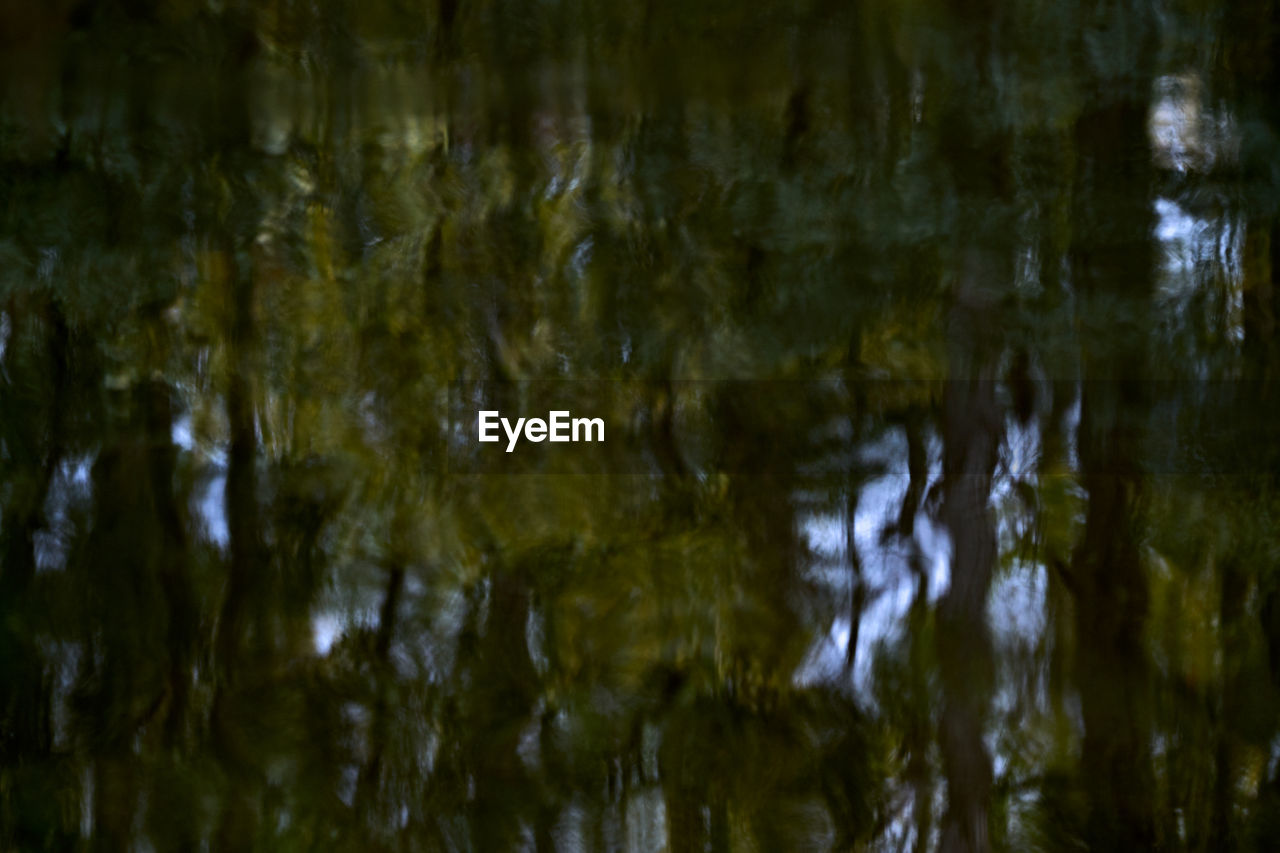 REFLECTION OF TREES ON LAKE