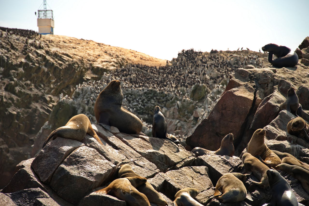 Sea lions resting on the rocks of ballestas island in peru