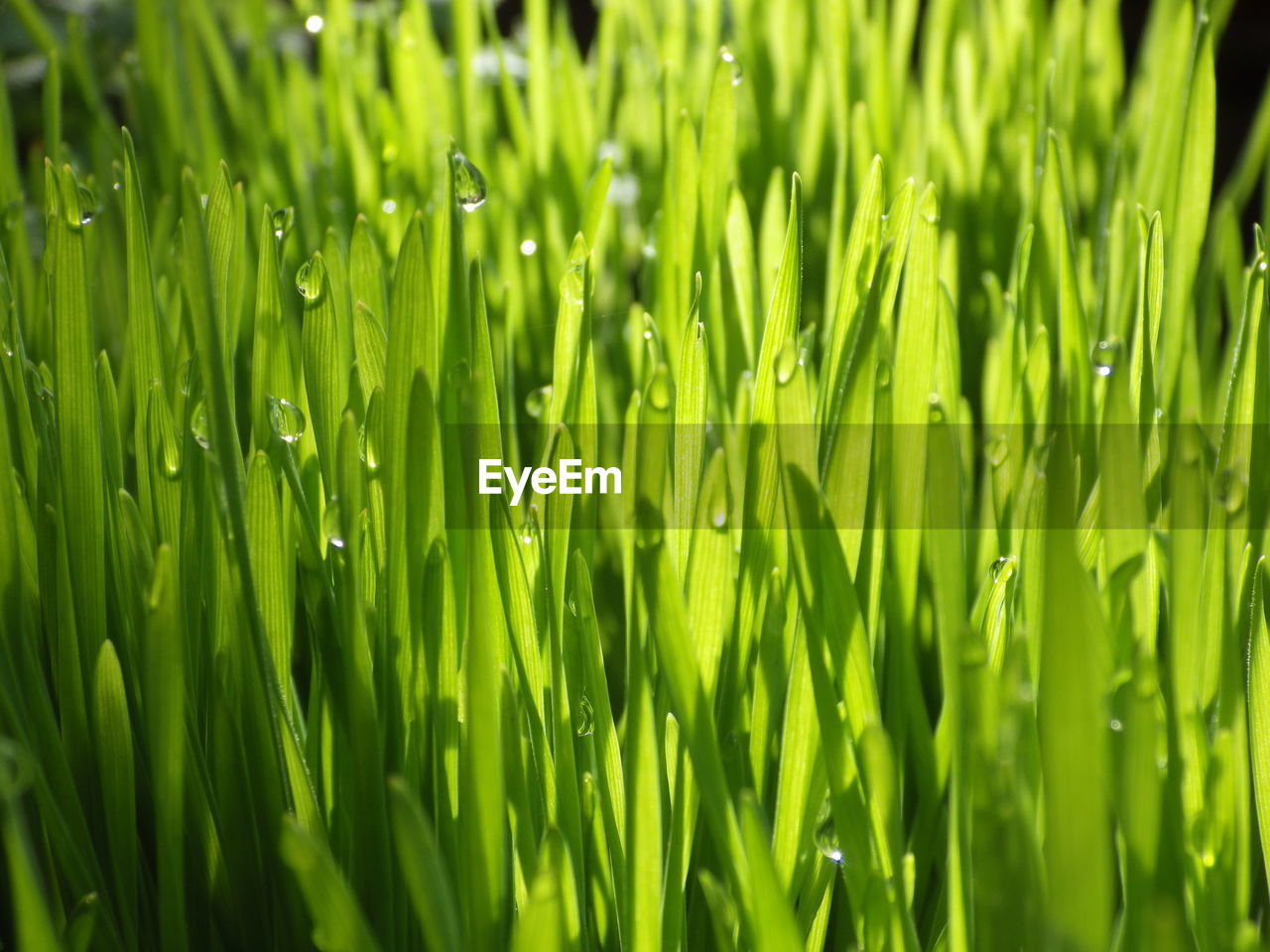 green, plant, growth, nature, grass, beauty in nature, backgrounds, grassland, lawn, full frame, field, no people, land, plant stem, drop, freshness, wheatgrass, wet, close-up, water, meadow, day, blade of grass, outdoors, agriculture, selective focus, tranquility, leaf, sunlight, crop, focus on foreground, rural scene, lush foliage, foliage, landscape, environment