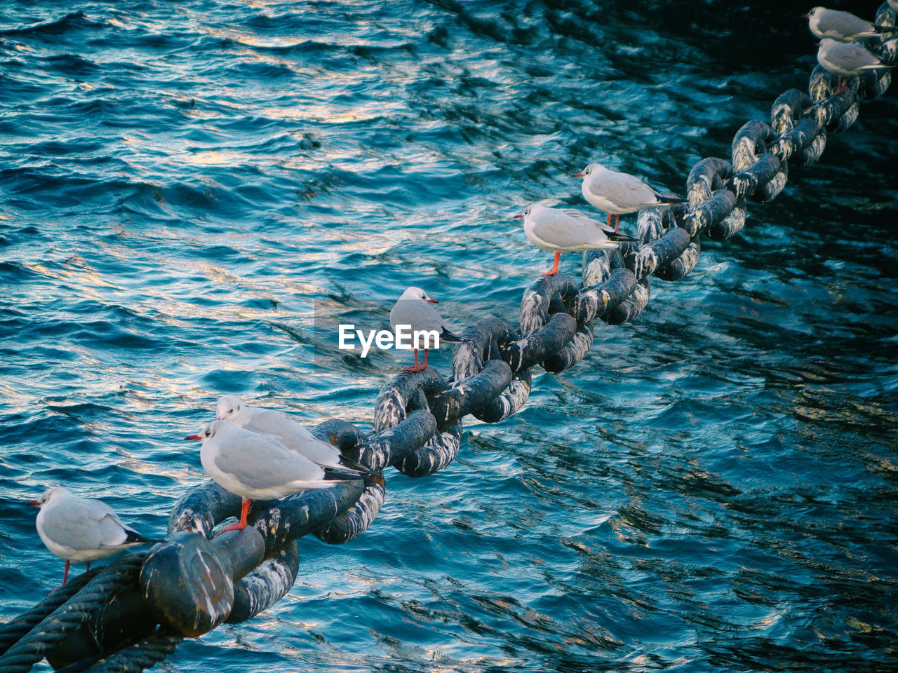 HIGH ANGLE VIEW OF BIRDS IN WATER