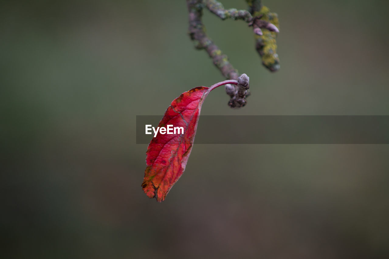 Close-up of red flower on tree