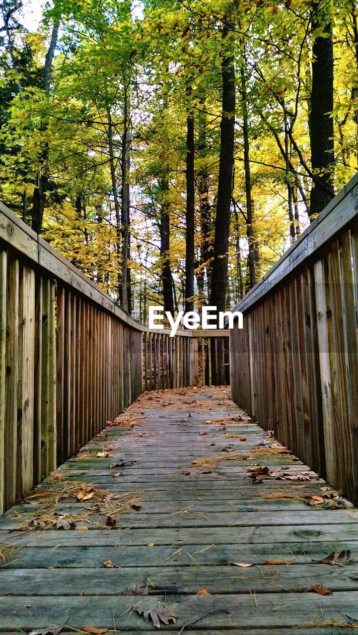 Footbridge in forest during autumn