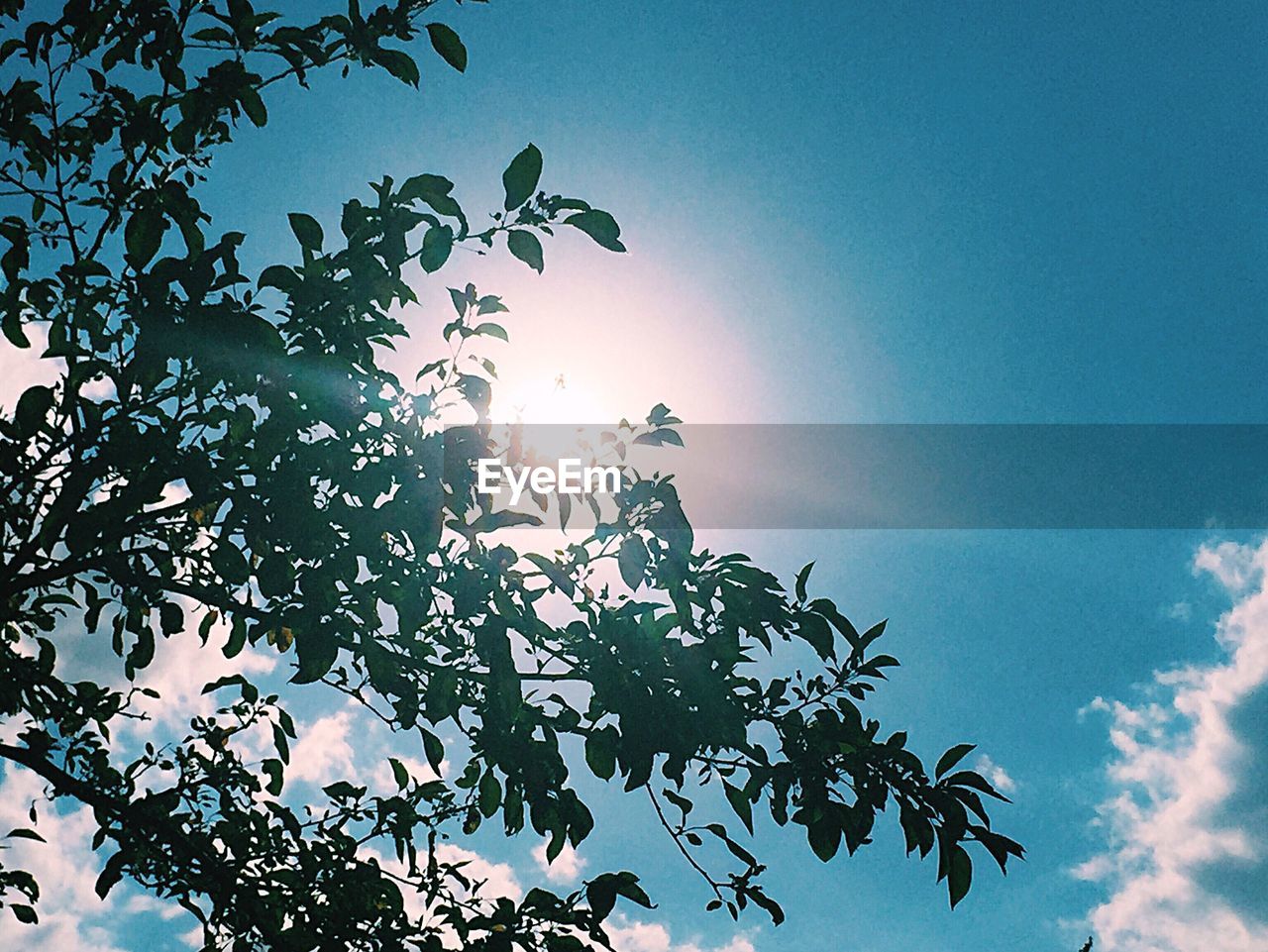 LOW ANGLE VIEW OF TREES AGAINST SKY