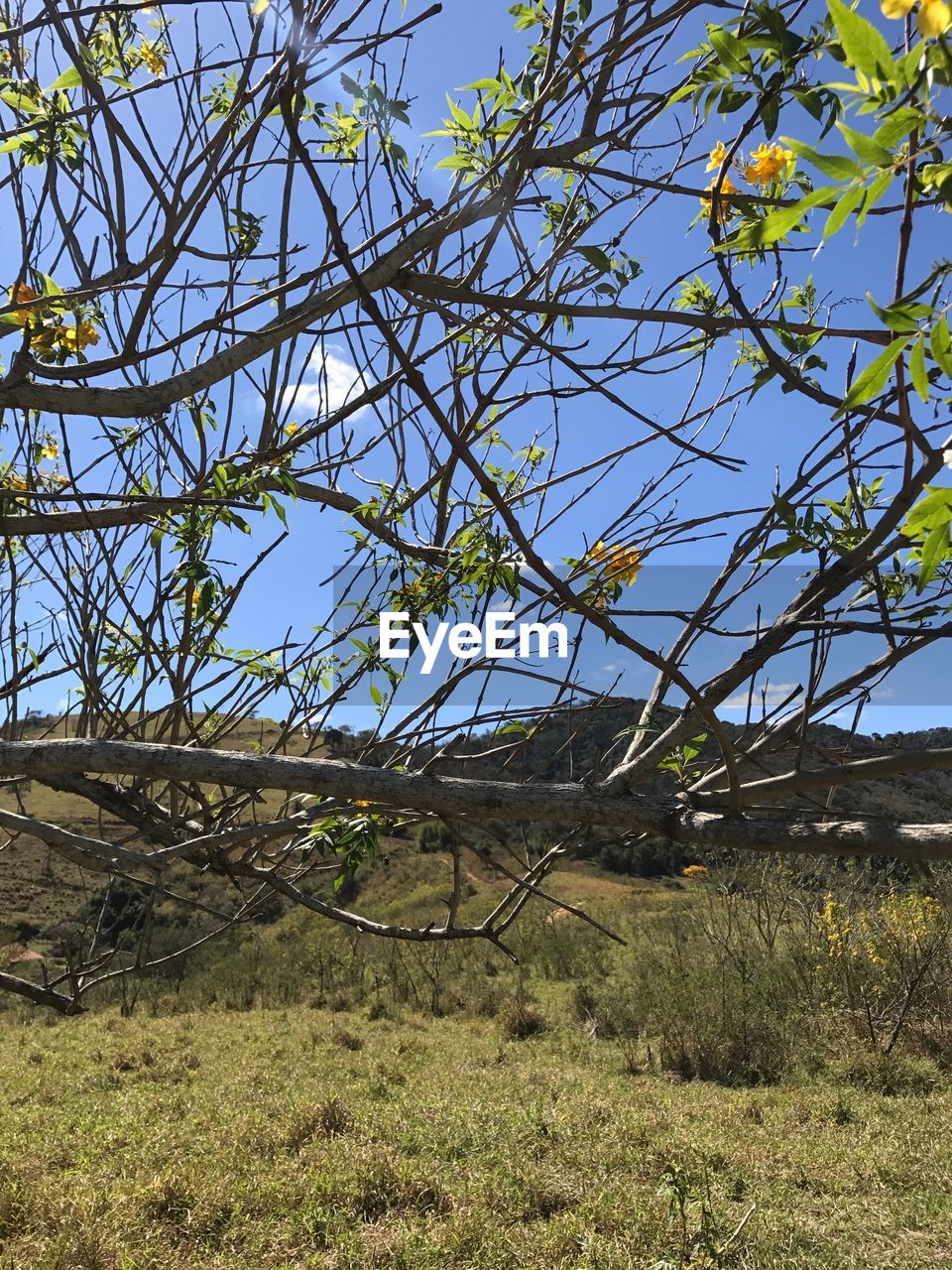 LOW ANGLE VIEW OF TREES ON FIELD AGAINST CLEAR SKY