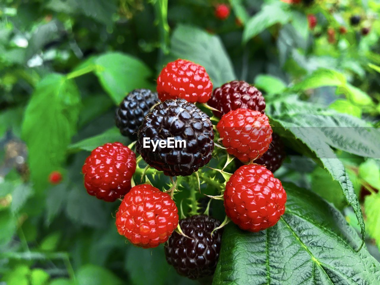 close-up of strawberries growing on tree