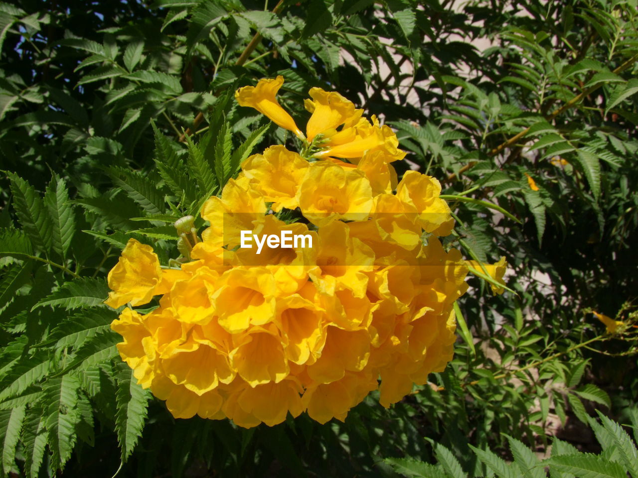 Yellow flowers growing in lawn