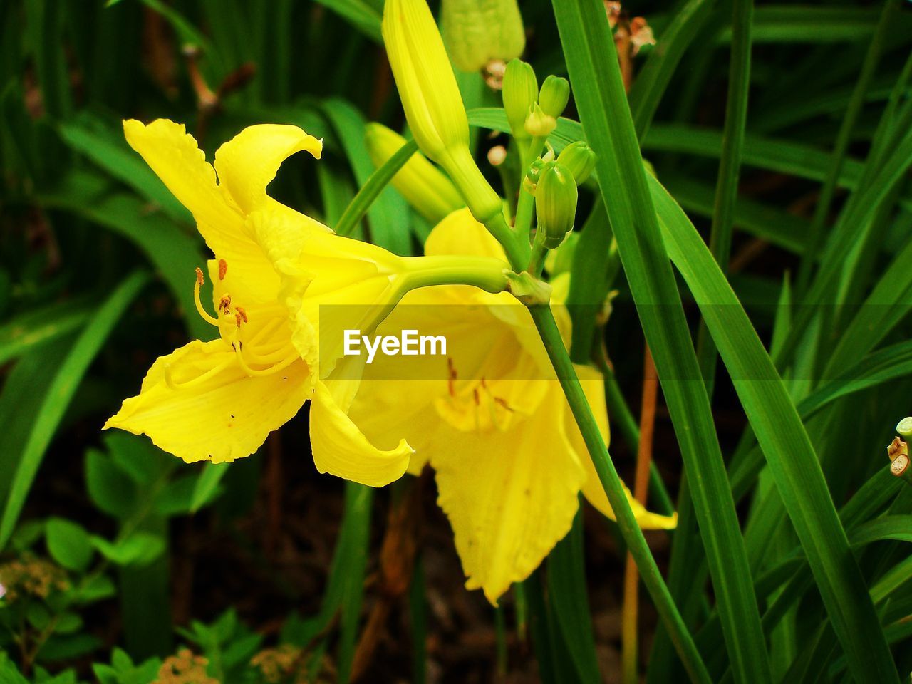 Close-up of yellow lilies blooming outdoors