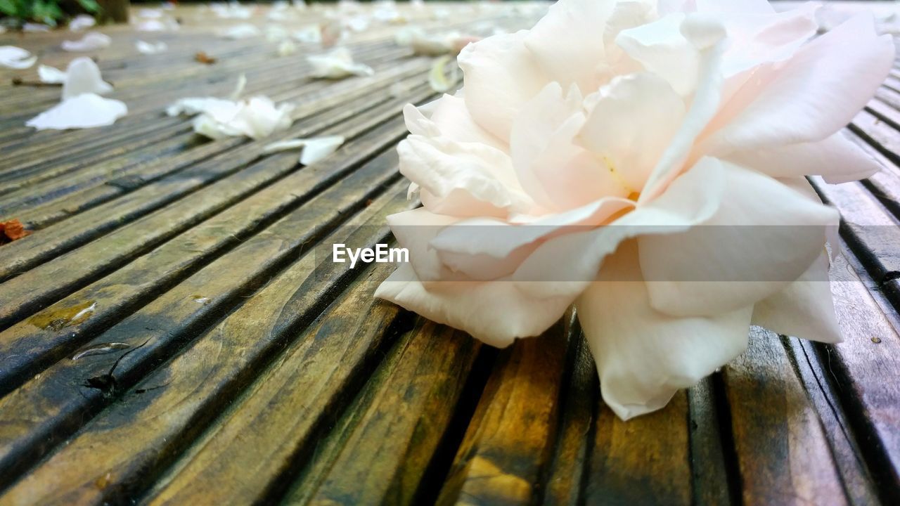 CLOSE-UP OF WHITE FLOWERING PLANTS ON TABLE