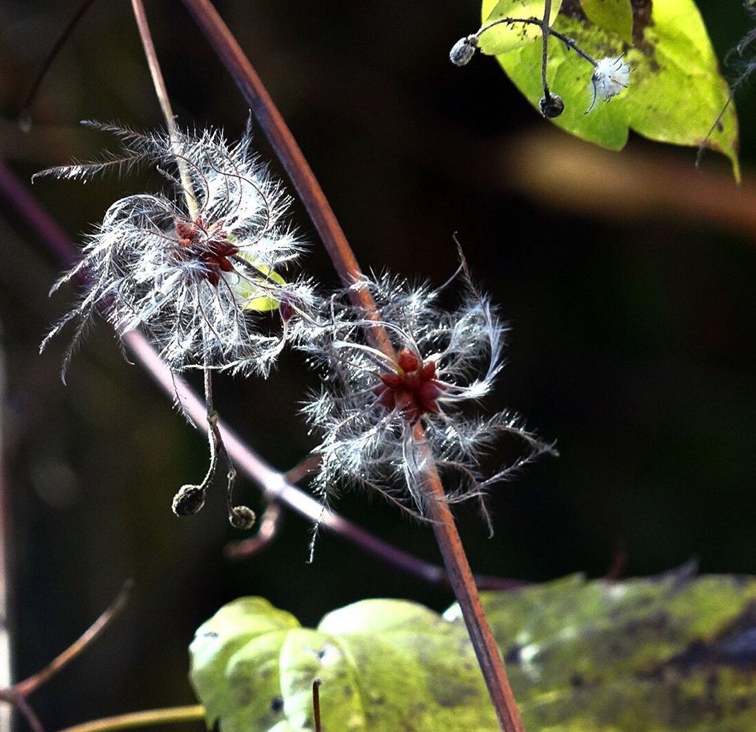 CLOSE-UP OF INSECT ON WEB