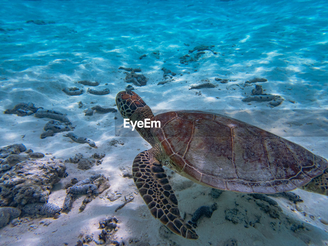 sea turtle, turtle, reef, animal wildlife, water, animal, sea, animal themes, loggerhead sea turtle, wildlife, reptile, marine biology, sea life, underwater, undersea, marine, one animal, nature, swimming, tortoise, no people, shell, animal shell, beauty in nature, coral, land, outdoors, ocean, aquarium, water sports, fish, high angle view
