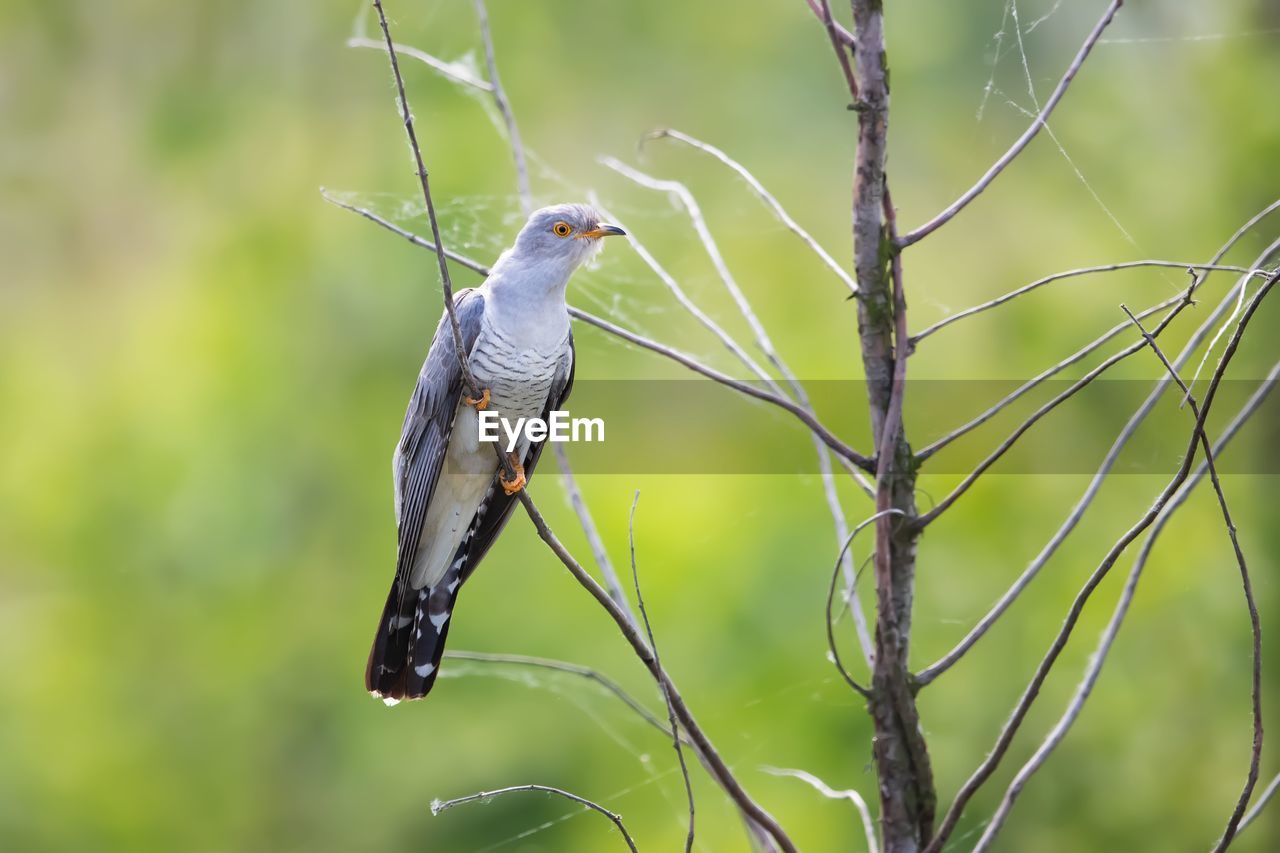 CLOSE-UP OF A BIRD PERCHING ON BRANCH