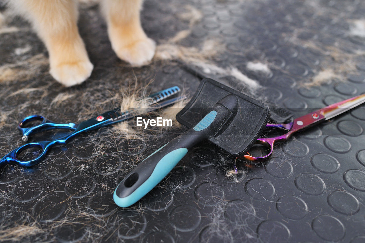 scissors, cat, animal, tool, animal themes, carnivore, no people, dog, domestic animals, one animal, pet, glasses, mammal, blue, high angle view, fashion accessory