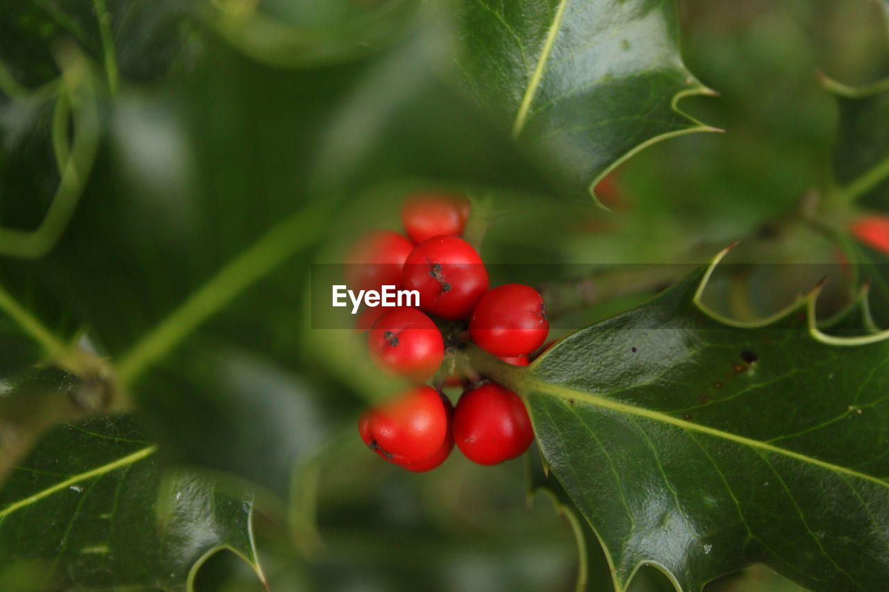 CLOSE-UP OF RED BERRIES ON PLANT