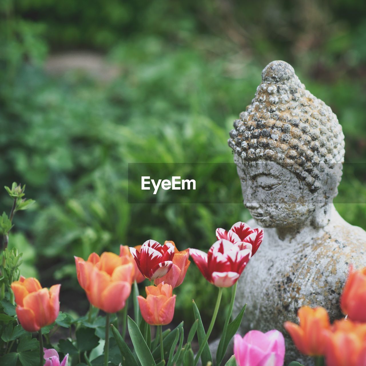 CLOSE-UP OF STATUE OF RED FLOWERING PLANT