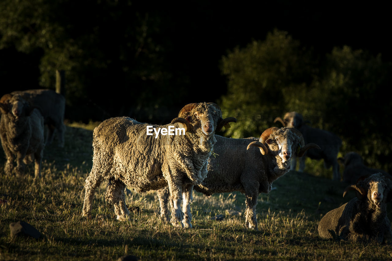 Ram on field