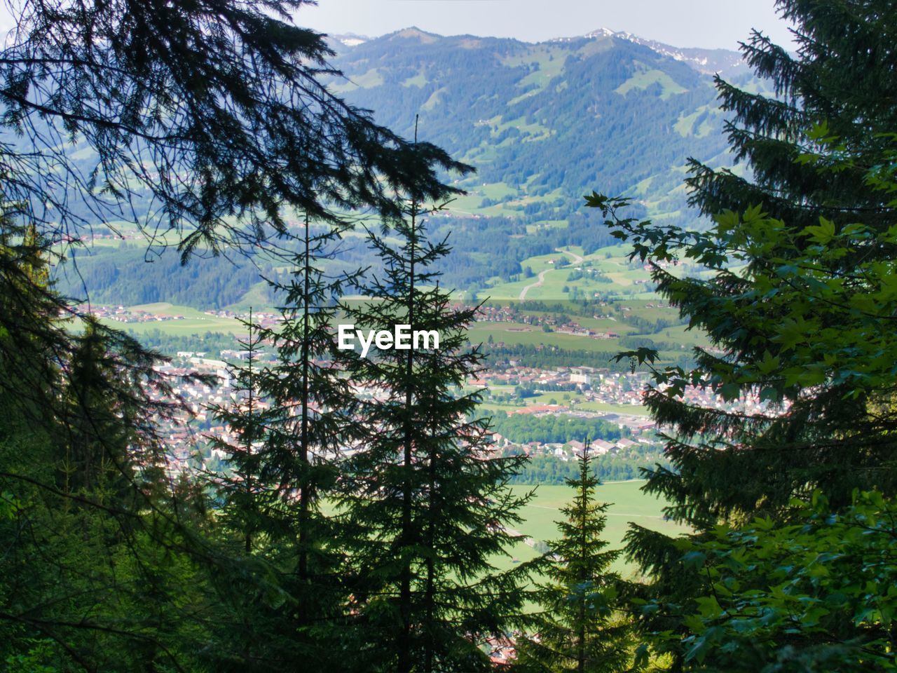 Scenic view of pine trees in forest