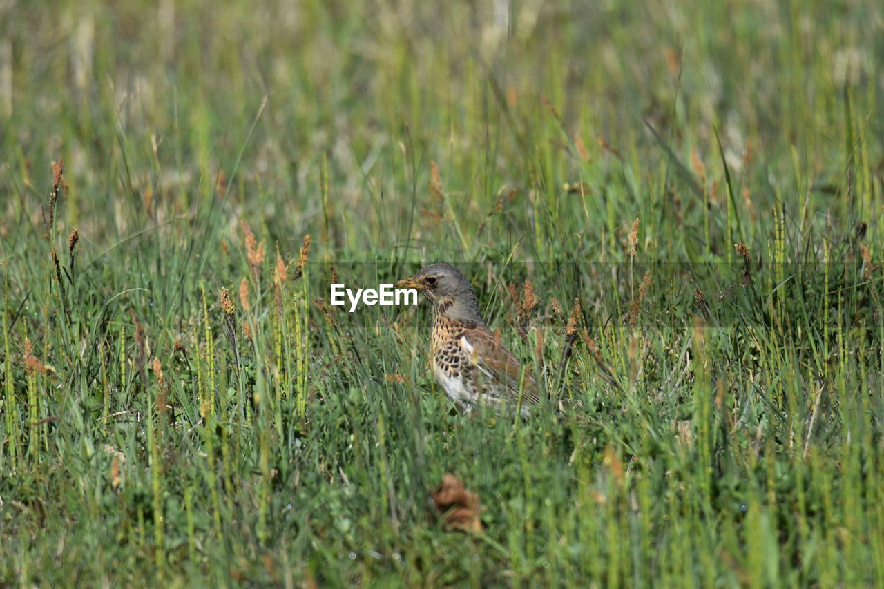 Fieldfare perching on grass in field