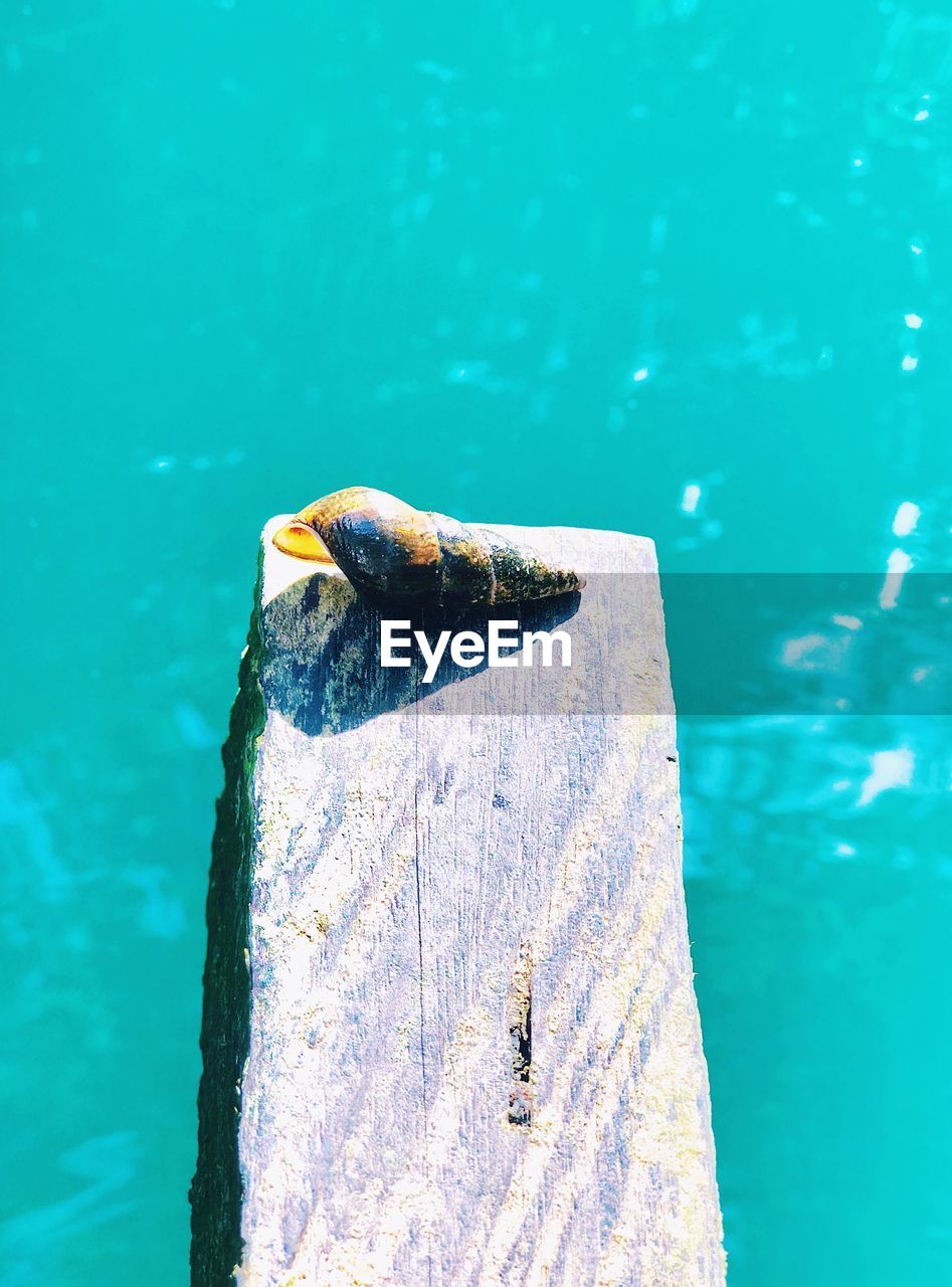 High angle view of animal shell over sea on plank