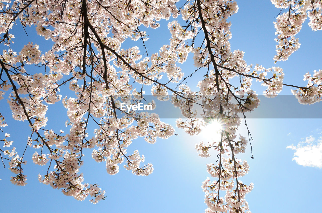 Low angle view of cherry blossom tree against blue sky