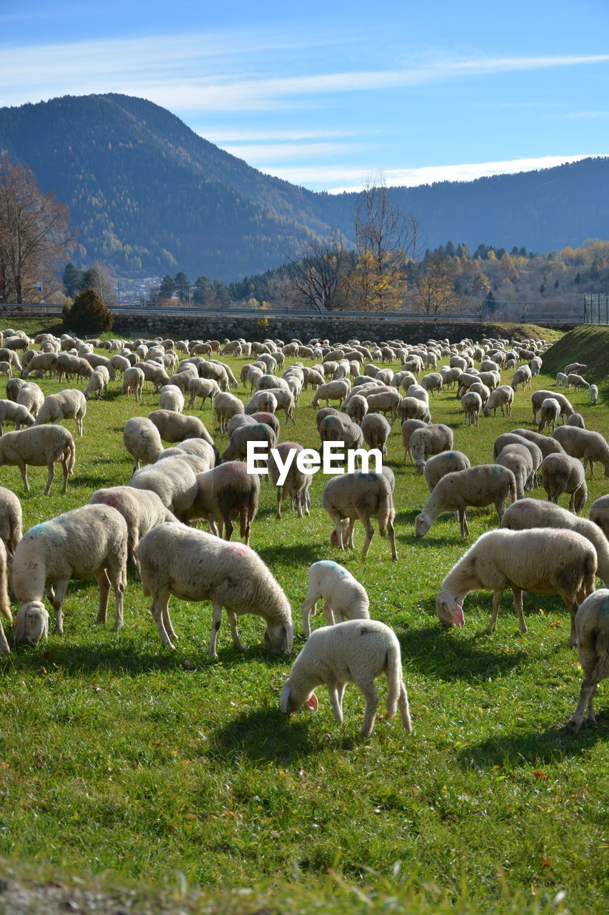 Flock of sheep grazing in field