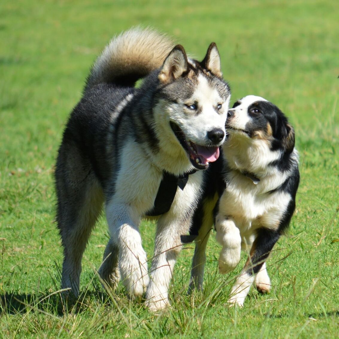 Two dogs running on grass