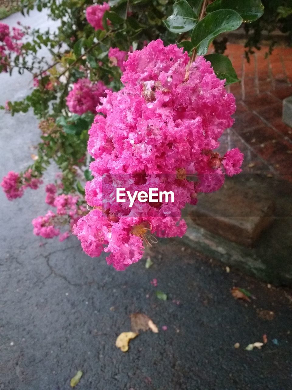 CLOSE-UP OF PINK FLOWERS ON GROUND