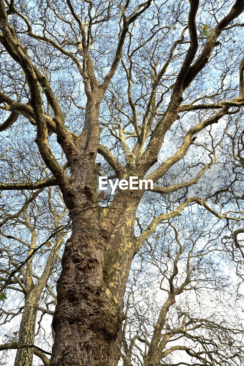 LOW ANGLE VIEW OF BARE TREE IN FOREST