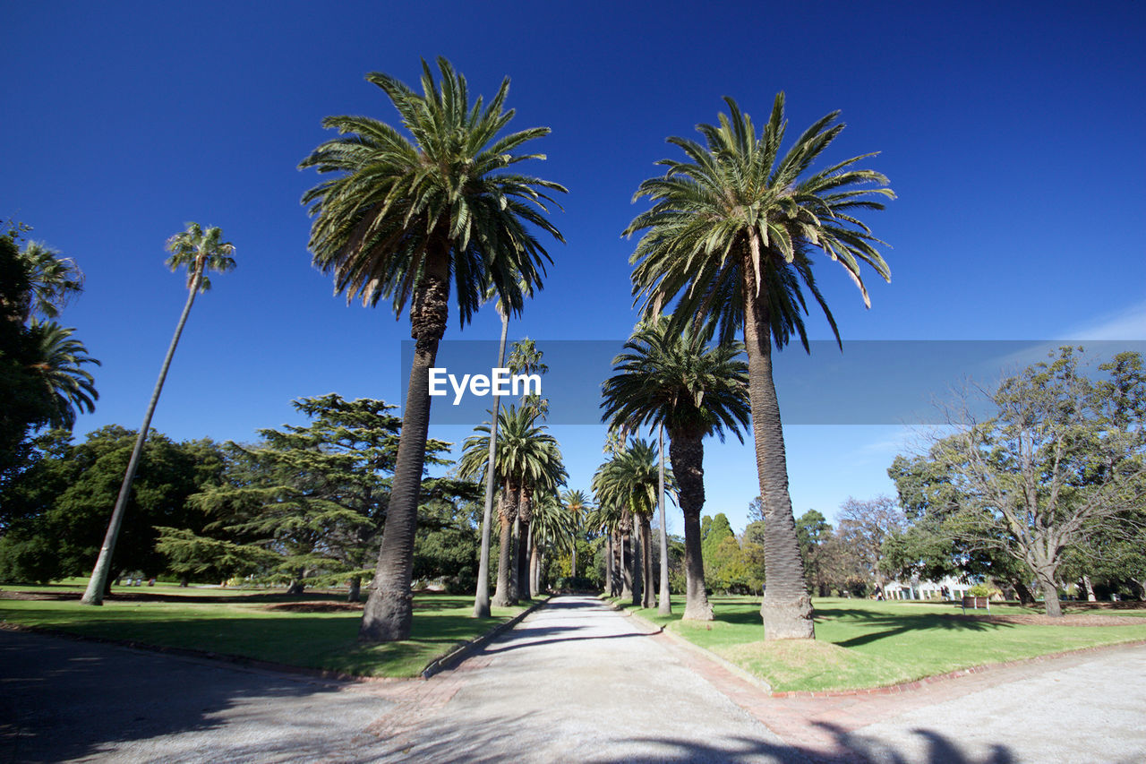 Palm trees against clear blue sky