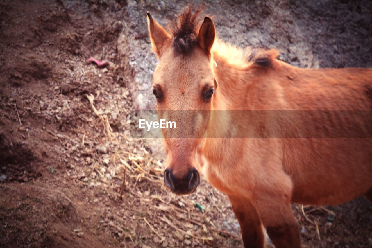 Close-up of brown foal