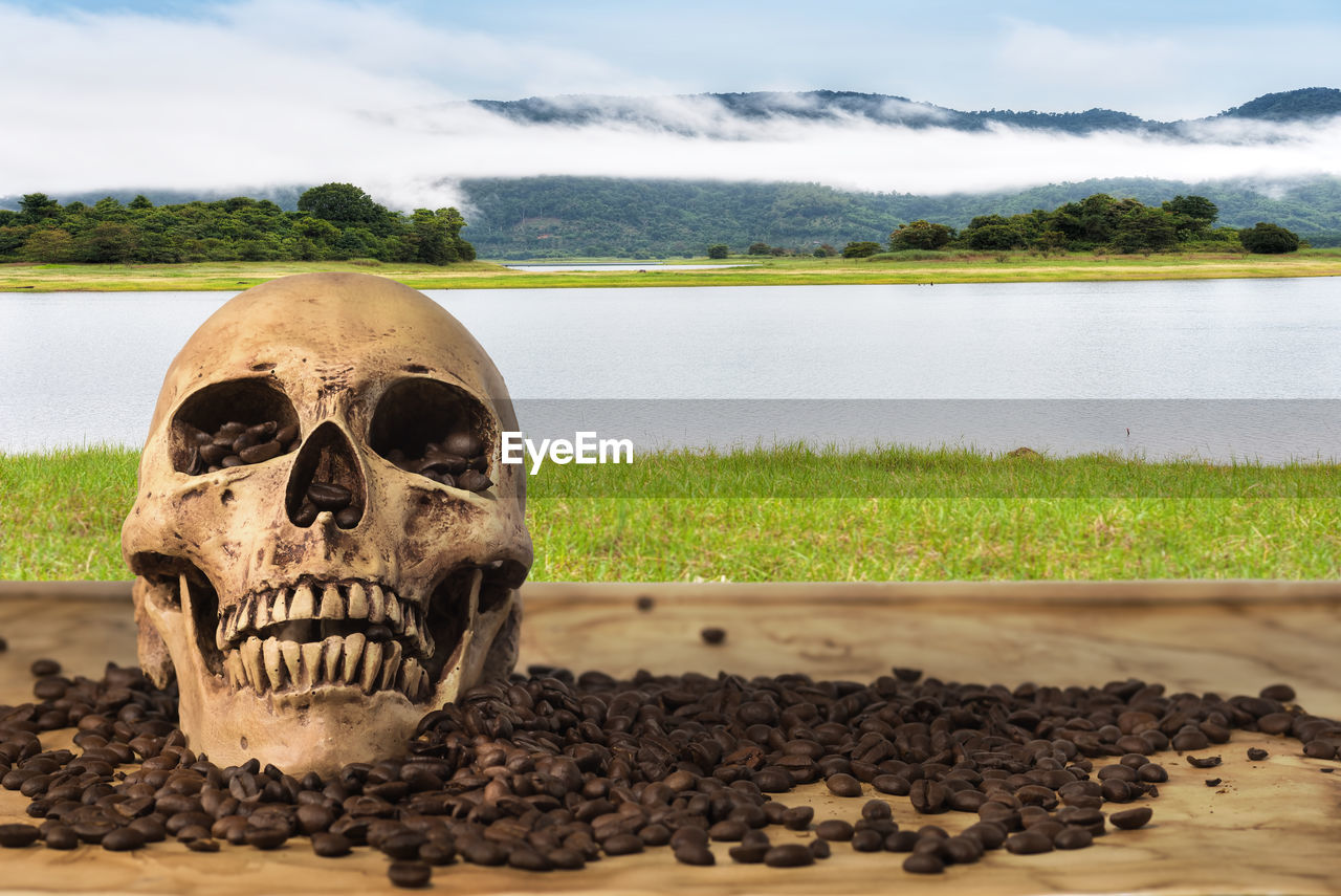 Close-up of human skull against plants