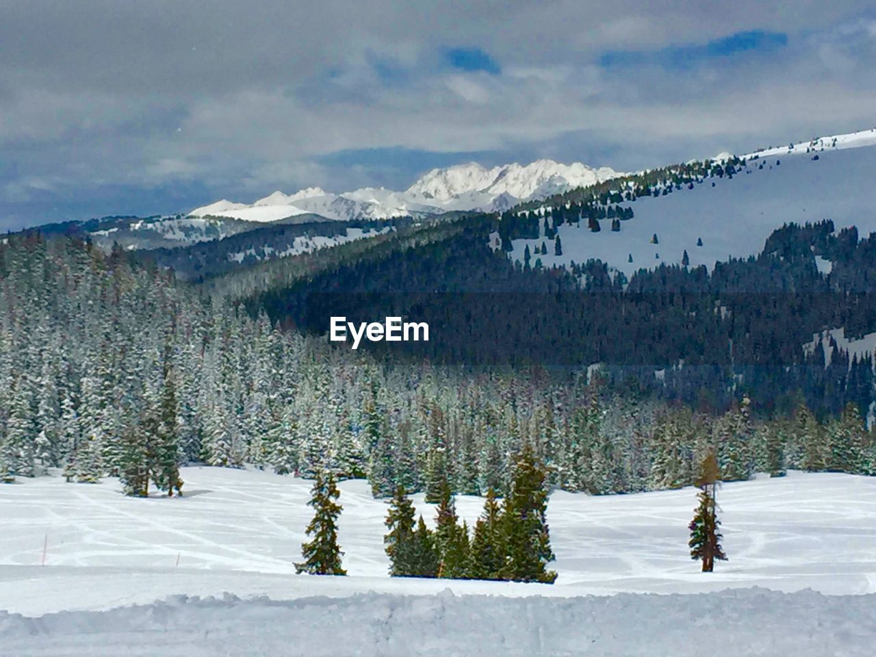 Panoramic view of pine trees on snowcapped mountains against sky