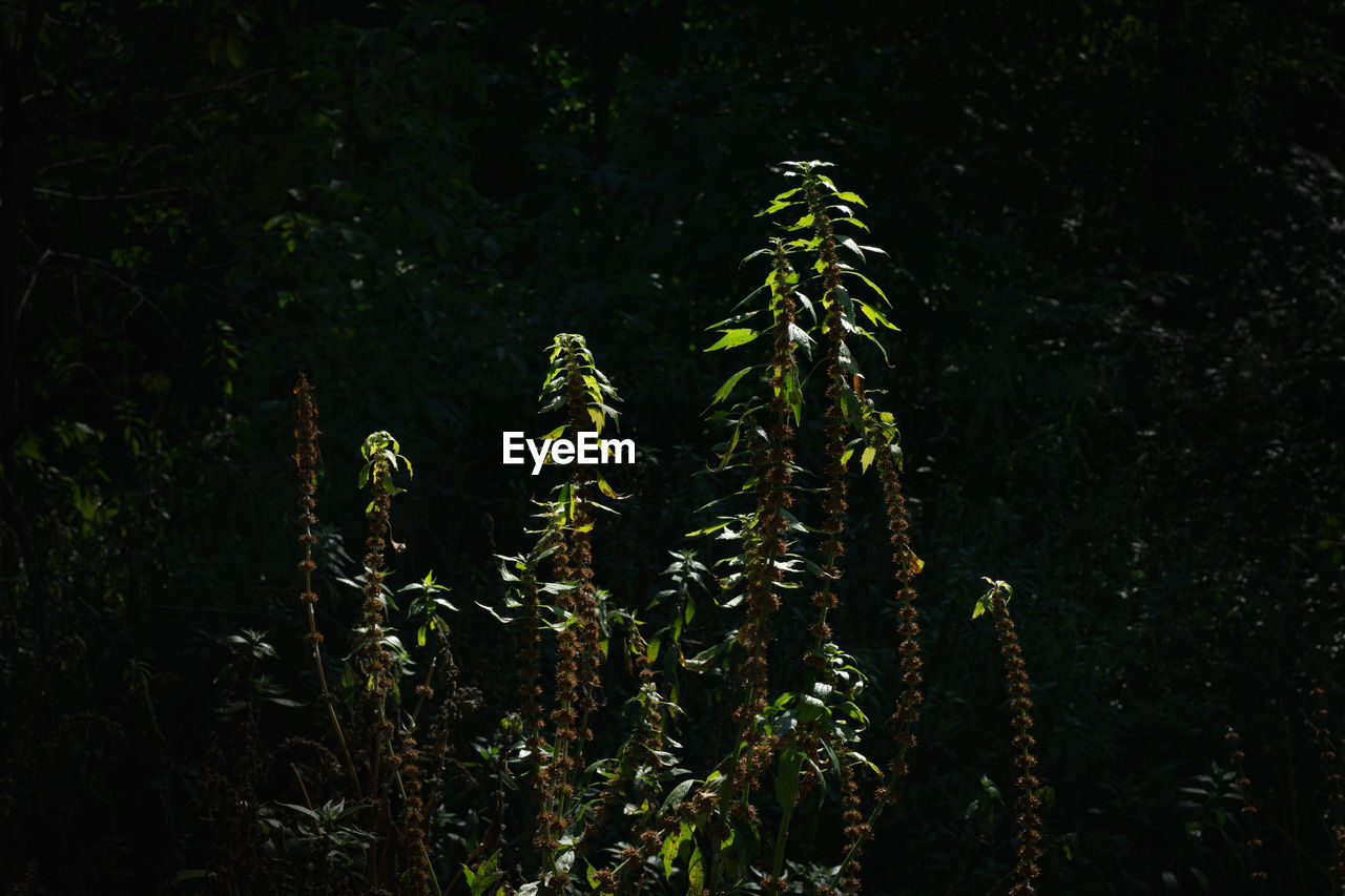 CLOSE-UP OF PLANT GROWING IN FOREST