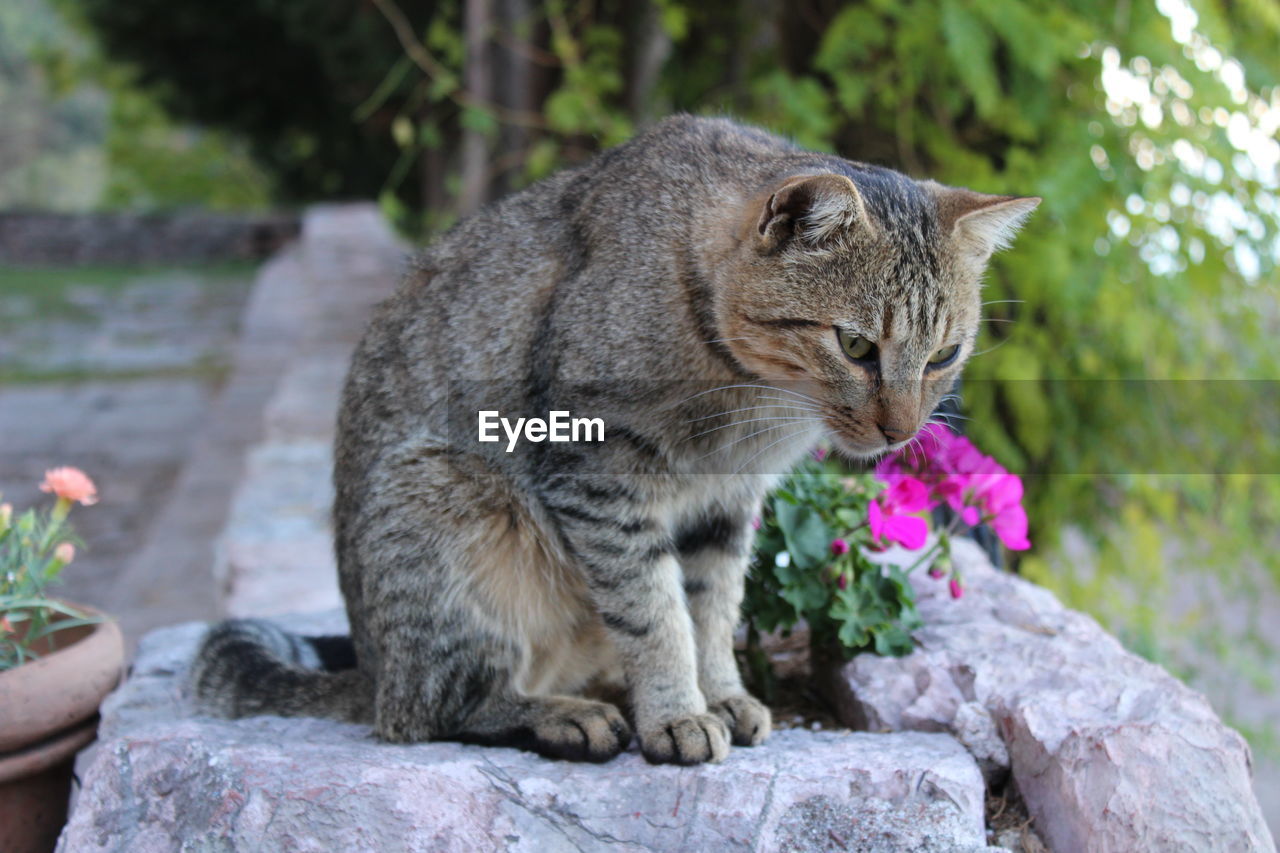 CLOSE-UP OF CAT SITTING ON ROCKS