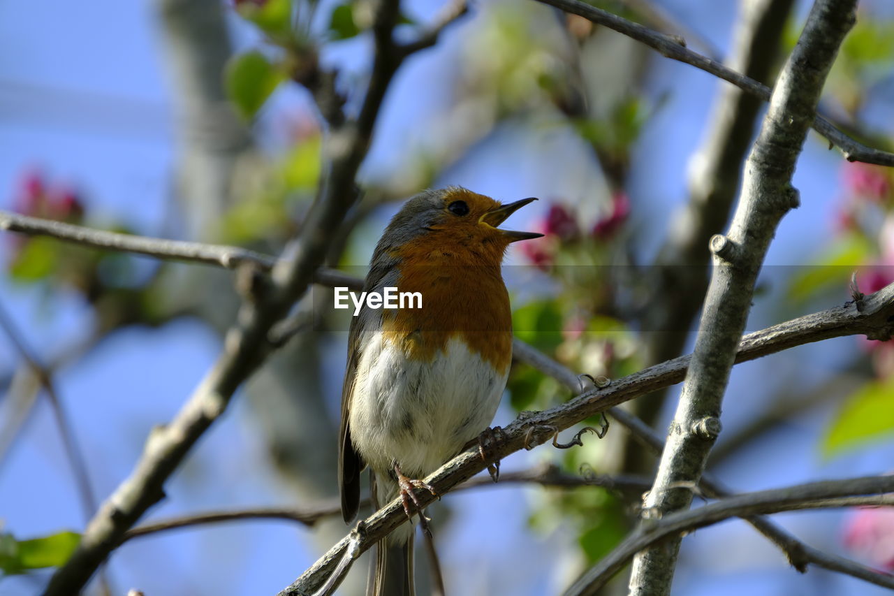 CLOSE-UP OF A BIRD PERCHING ON BRANCH