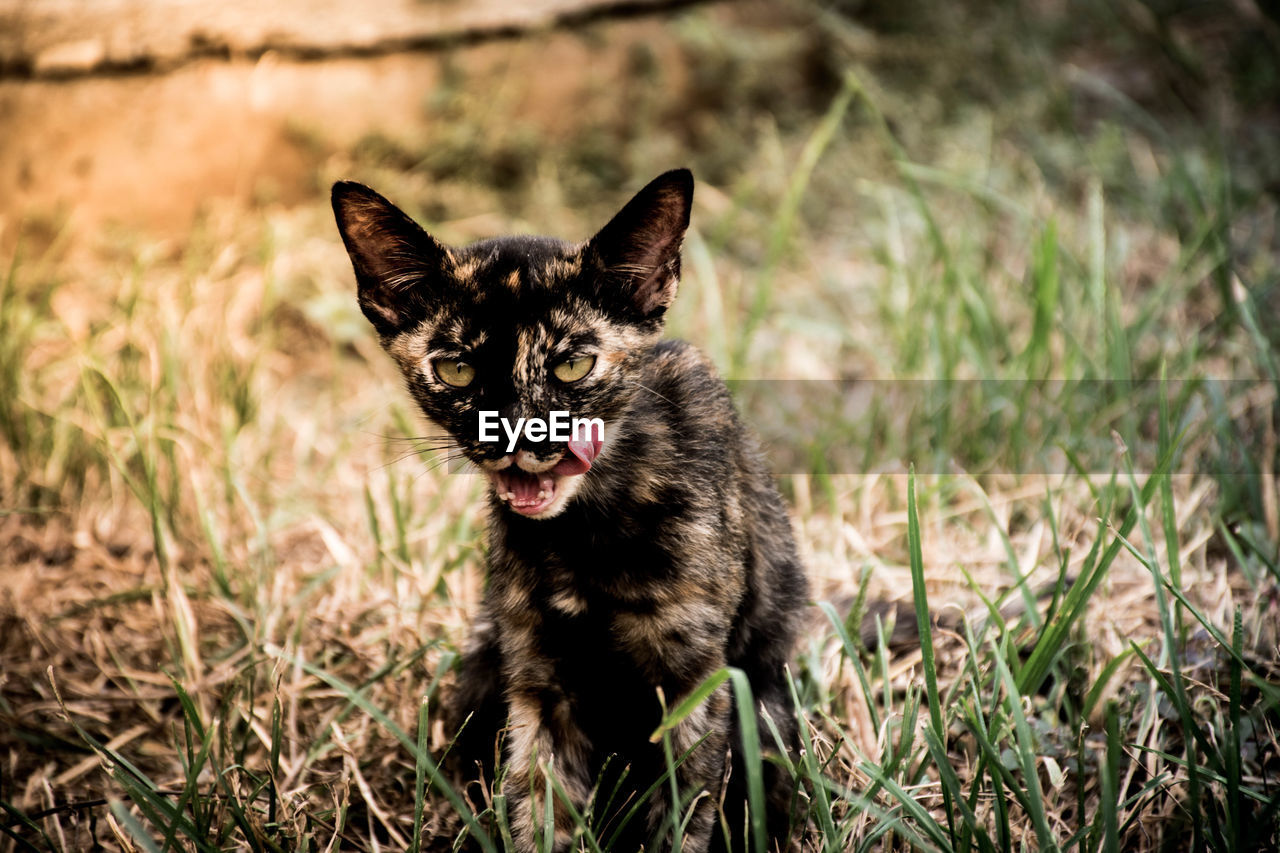 PORTRAIT OF CAT ON GRASS