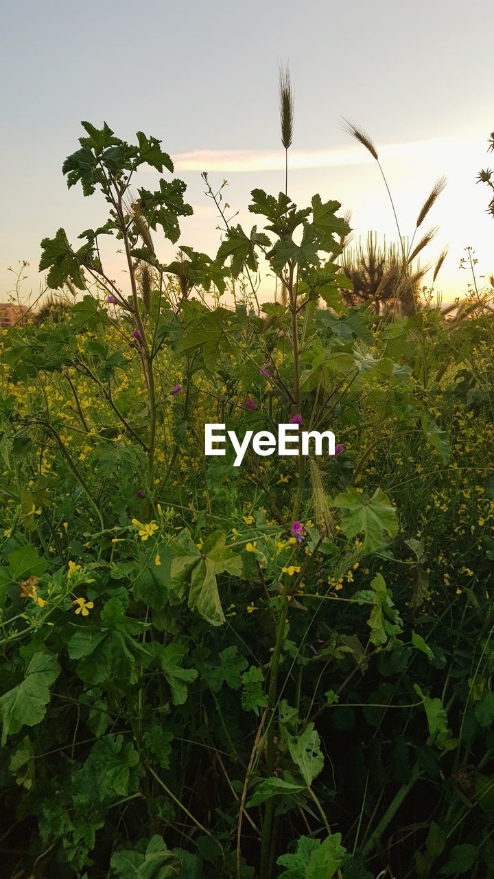 PLANTS GROWING ON FIELD AGAINST SKY