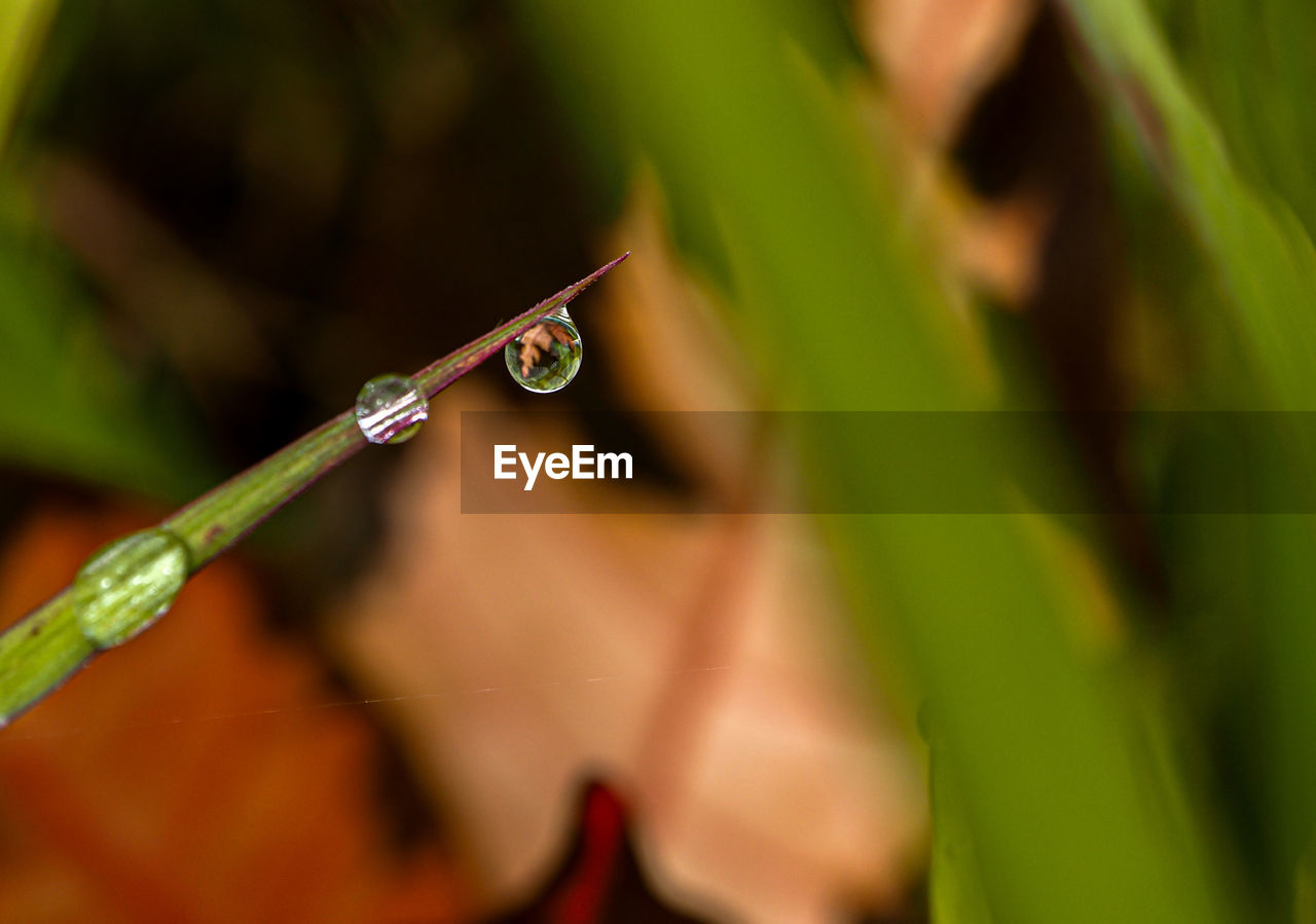 CLOSE-UP OF WATER DROP ON PLANT