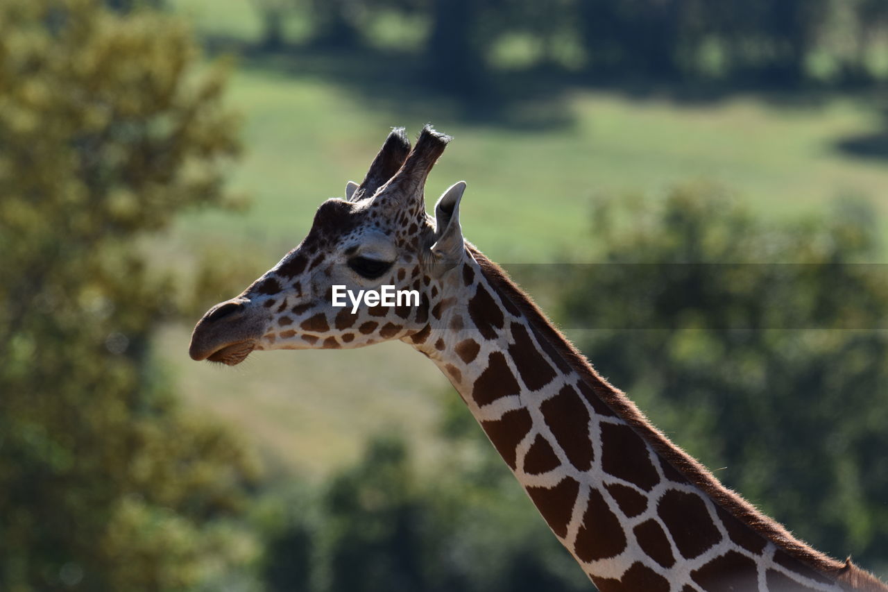 CLOSE-UP OF A GIRAFFE