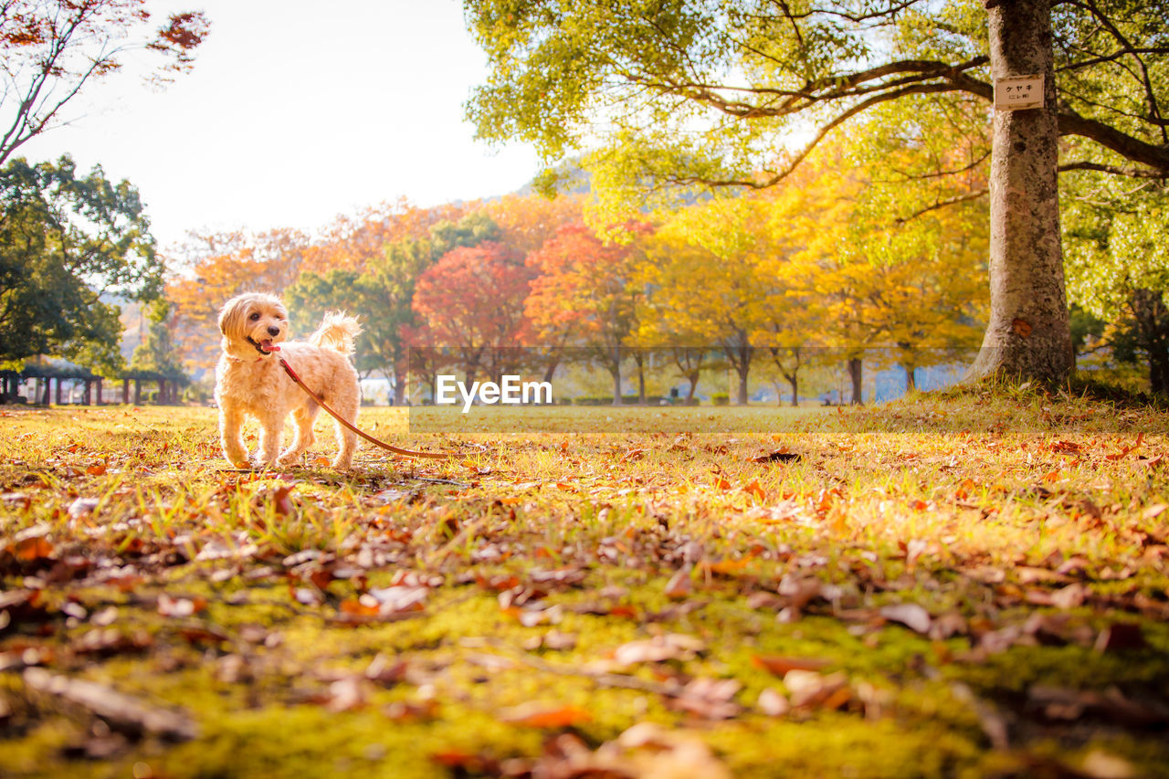 Dog running on field