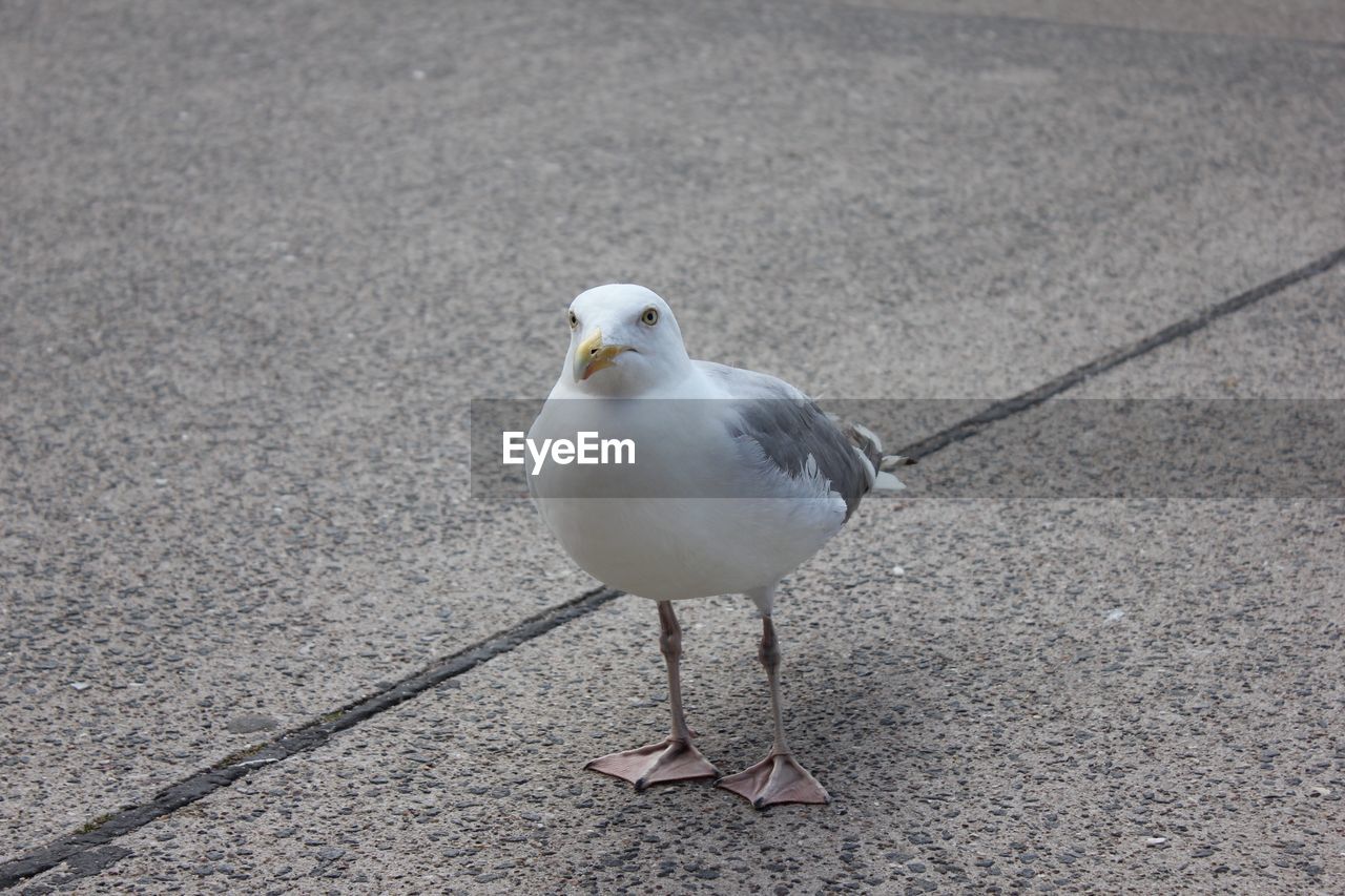 CLOSE-UP OF SEAGULL ON FOOTPATH