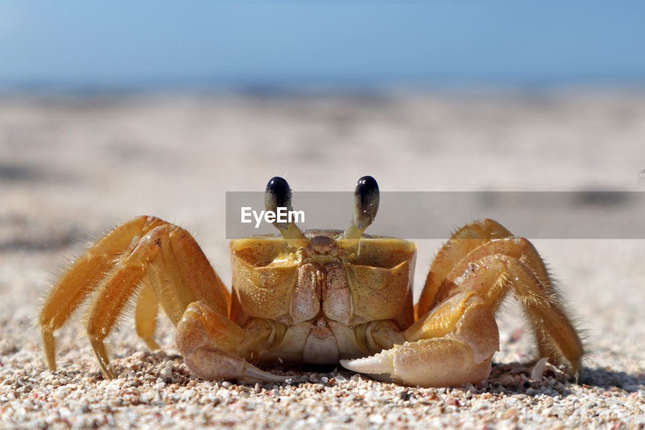 Portrait of a crab on a tropical island