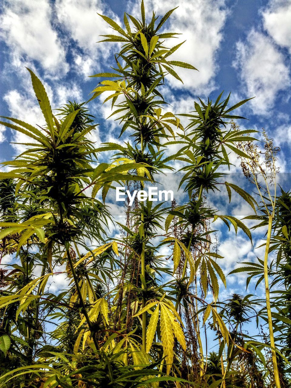 LOW ANGLE VIEW OF TREES AGAINST SKY