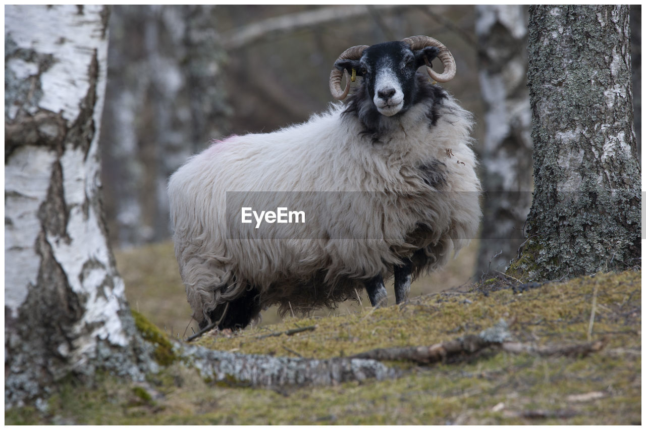 Portrait of sheep standing on the woods