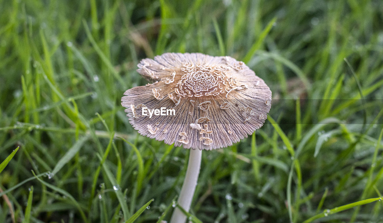 Close-up of wilted flower on field