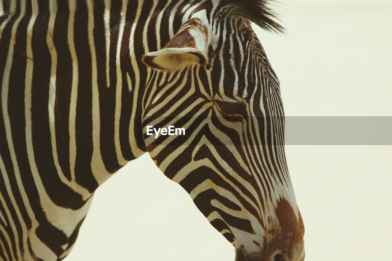 Side view of zebra against clear sky