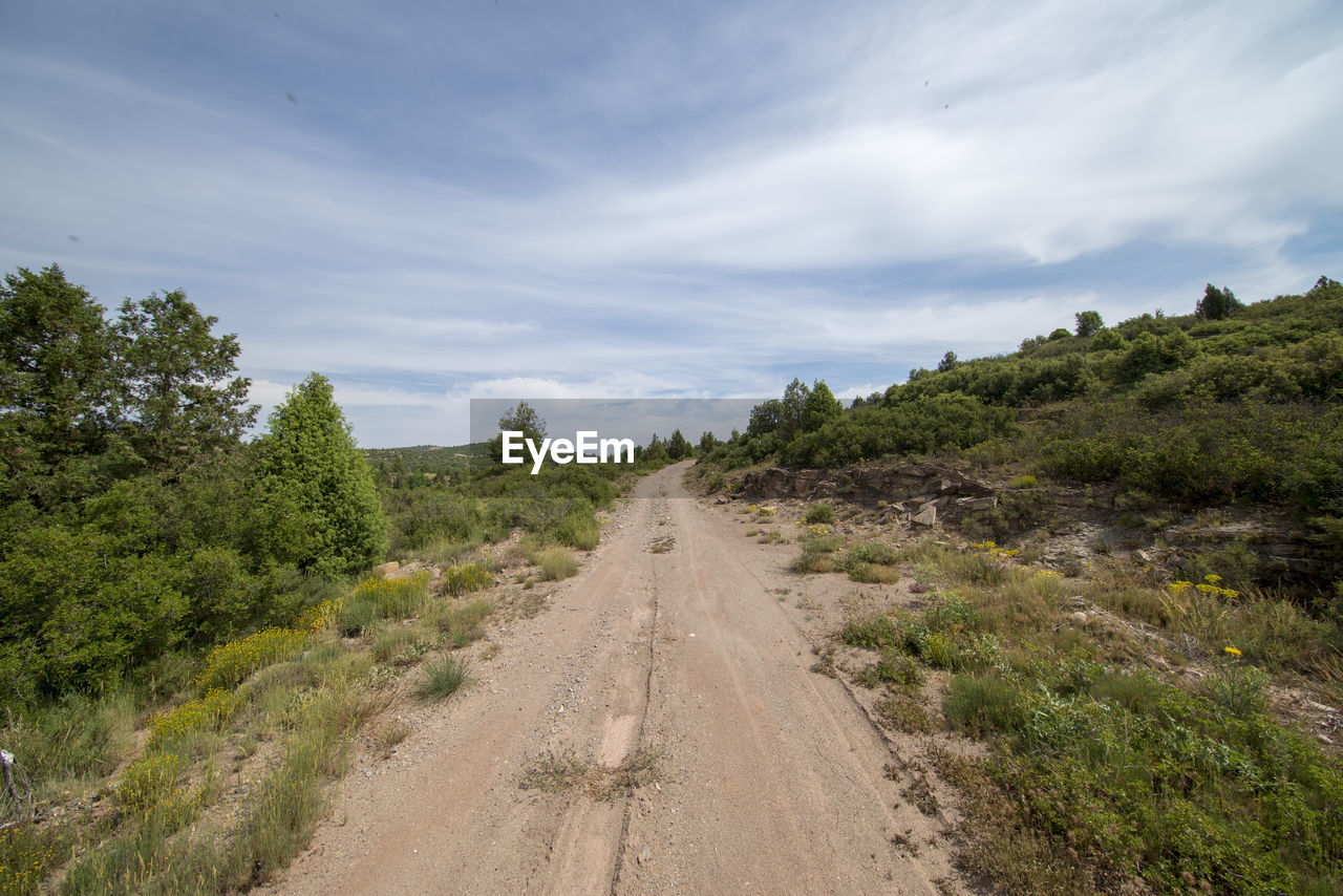 DIRT ROAD ALONG TREES AND PLANTS