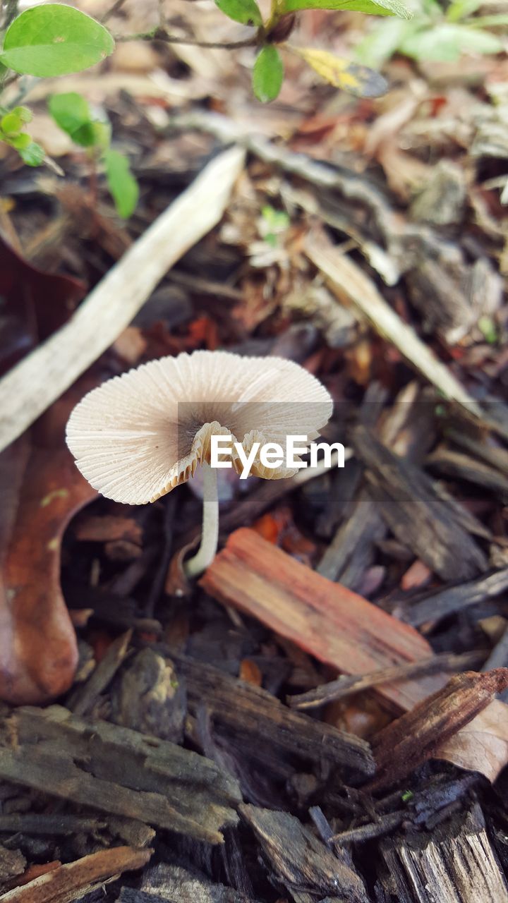 CLOSE-UP OF FLY ON MUSHROOM