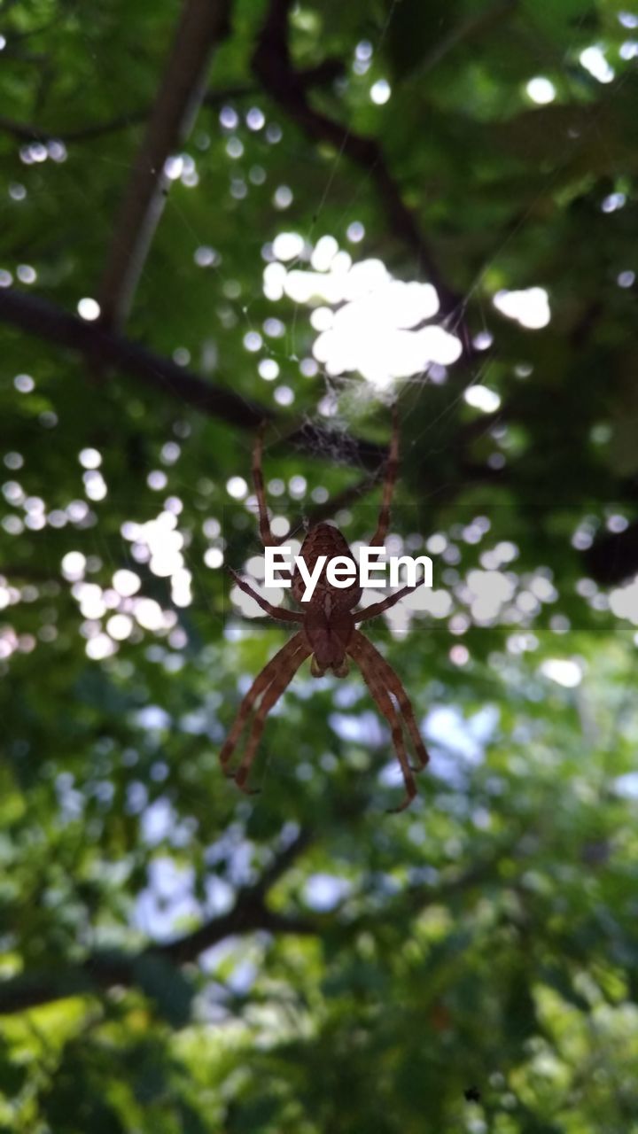 LOW ANGLE VIEW OF INSECT ON LEAF AGAINST TREE