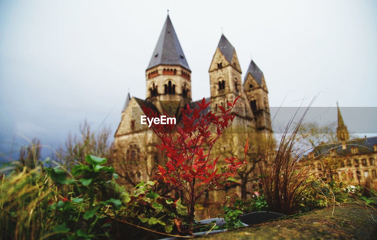 Close-up of plants against historic building