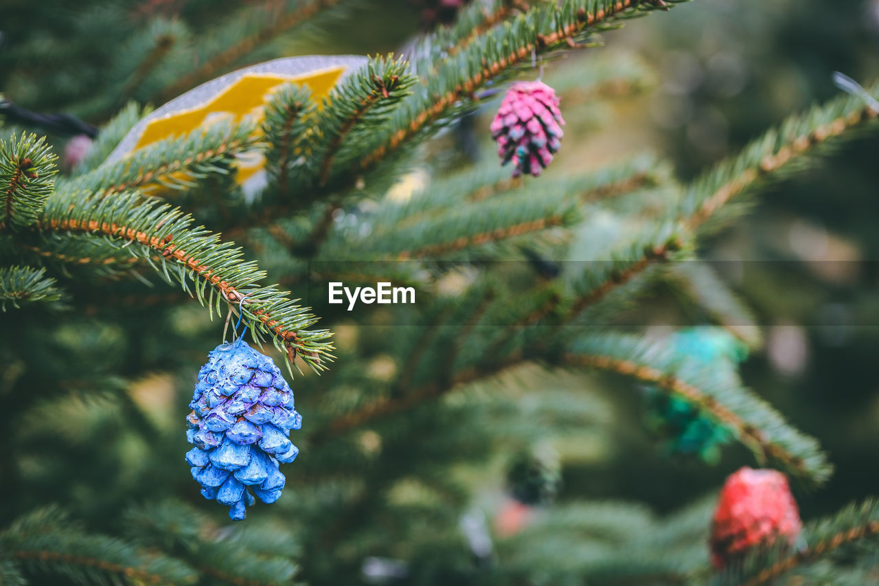 Blue painted pine cone on christmas tree. diy decoration ideas for children. environment, recycle